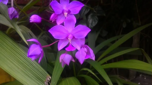 Orchidea Virág Képeslapra Szépség Mezőgazdaság Design — Stock Fotó