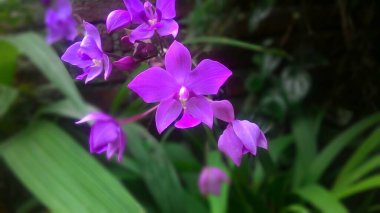 Pembe Phalaenopsis veya Güve dendrobium Orkide çiçeği