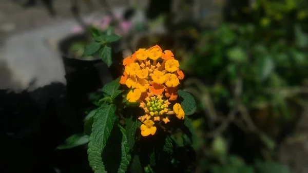 Lantana Camara Plantas Jardim Botânico Para Catálogo — Fotografia de Stock