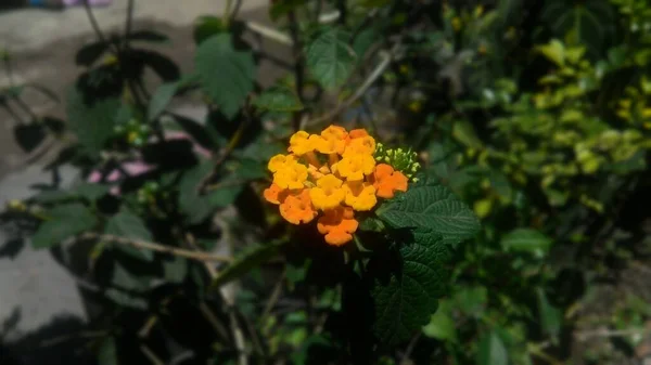 Lantana Camara Растения Ботанического Сада Каталога — стоковое фото