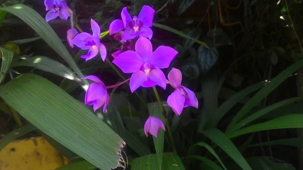 Hermosa Flor Orquídea Jardín — Foto de Stock