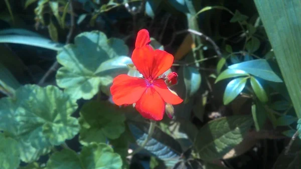 Belos Gerânios Vermelhos Florescendo Jardim — Fotografia de Stock