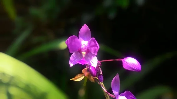 Schöne Bunte Orchideen Einem Tropischen Orchideengarten — Stockfoto