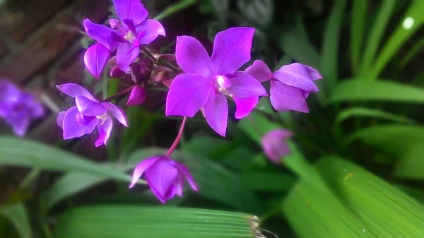 Różowy Phalaenopsis Lub Moth Dendrobium Kwiat Storczyka — Zdjęcie stockowe