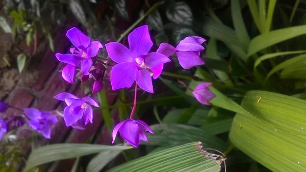 Rosa Phalaenopsis Eller Moth Dendrobium Orkidé Blomma — Stockfoto