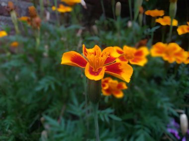 Tagetes patula. Kadife çiçeğinin çiçek açmasına yakın.