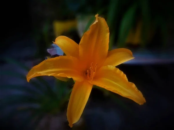 오렌지 꽃이야 주황색 꽃잎이 아름다운 — 스톡 사진