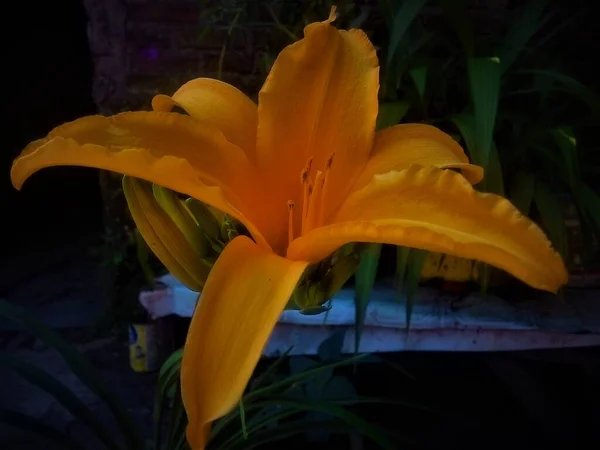 Knospe Der Blühenden Orangenlilie — Stockfoto