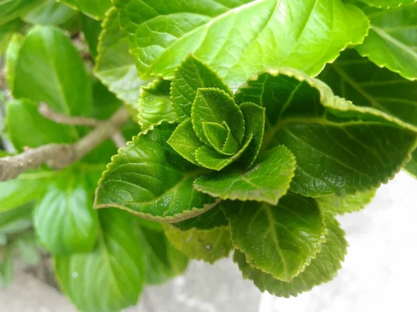 Closeup Folha Verde Hortênsia Planta Com Fundo Textura Gotas Chuva — Fotografia de Stock