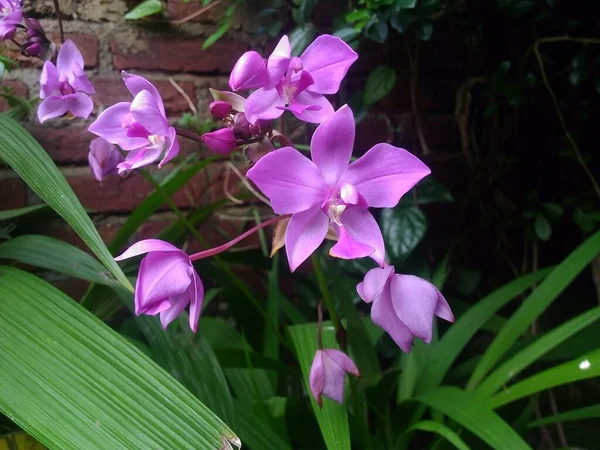 Flor Roxa Mágica Orquídea Phalaenopsis — Fotografia de Stock