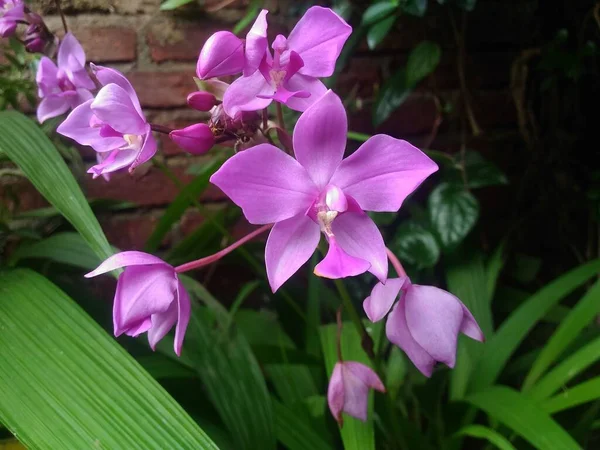 Flor Roxa Mágica Orquídea Phalaenopsis — Fotografia de Stock