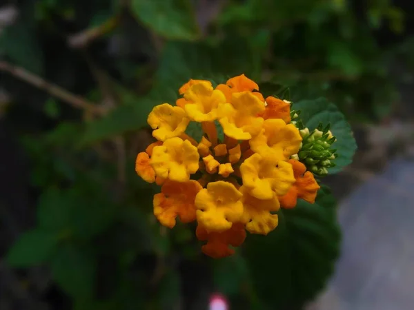 兰塔纳花园里五彩斑斓的花朵 — 图库照片