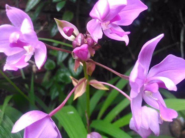 Flor Roxa Mágica Orquídea Phalaenopsis — Fotografia de Stock