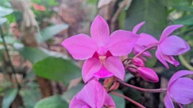 Epidendrum centropetalum. Diğer bir deyişle mahmuz benzeri epifiz epifiz orkidesi.