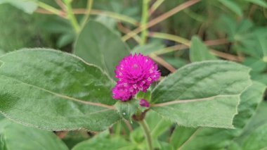 Küresel amaranth çiçeğini kapat. Bilimsel adı Gomphrena globosa