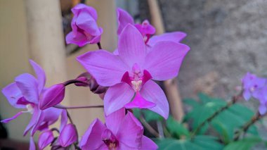 Bahçedeki güzel orkide çiçeği