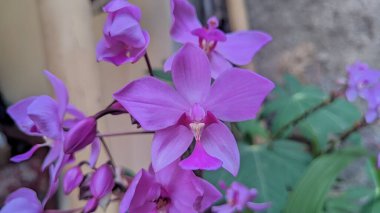 Kartpostal güzelliği ve tarım tasarımı için orkide çiçeği