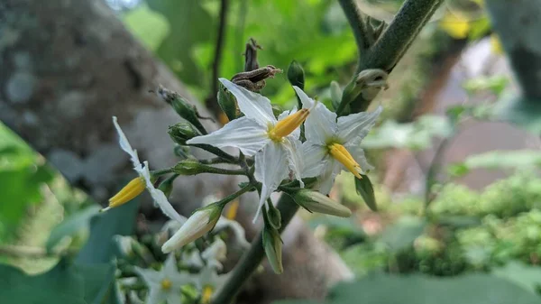 White Wildflowers Horse Крапива Solanum Carolinense Зеленым Фоном — стоковое фото