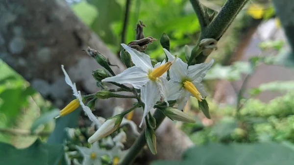Lócsalán Vagy Solanum Carolinense Virágok Virágbimbók Júniusban — Stock Fotó