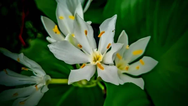 Nahaufnahme Blütenweiße Cardwell Lilie Oder Brisbane Lilie Auf Dunklem Hintergrund — Stockfoto