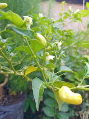 Bahçedeki bulanık arka planda kırmızı biber ve yeşil yaprak manzarasını kapat.