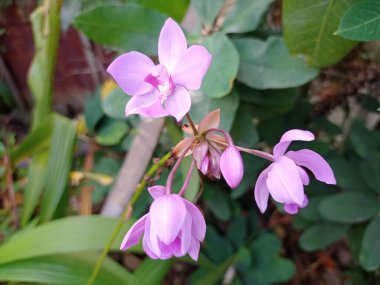 Güzel mor orkide ya da falaenopsis