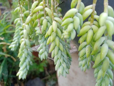 Sedum Morganianum sulu bitkisi gri arkaplanda izole edildi