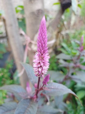 Sonbahar bahçesinde buğday selosyası veya Celosia spicata