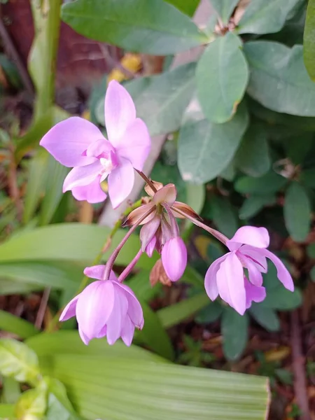 Phalaenopsis Eller Moth Dendrobium Orkidé Blomma Vintern Eller Våren Dag — Stockfoto