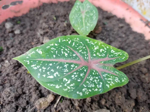 Zblízka Selektivní Zaměření Caladium Červené Hvězdy Pohled Zelené Červené Caladium — Stock fotografie