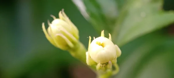 배경에 분리되어 아름다운 꽃병들 — 스톡 사진