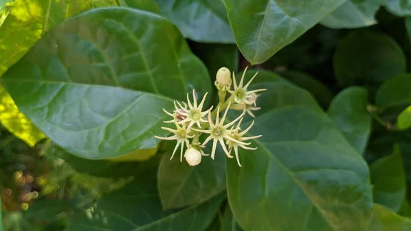 Bela Flor Aster Não Aberto Isolado Fundo Verde — Fotografia de Stock