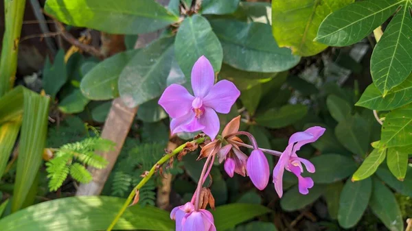 Piękna Fioletowa Orchidea Lub Falaenopsis — Zdjęcie stockowe