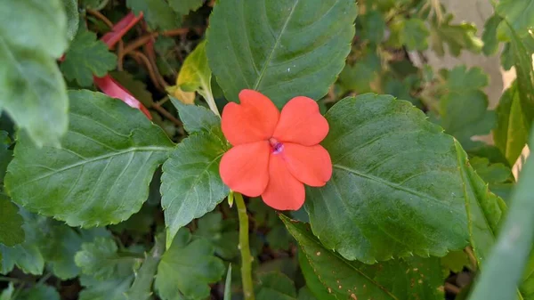 Gerânios Flores Flores Vermelhas Jardim — Fotografia de Stock