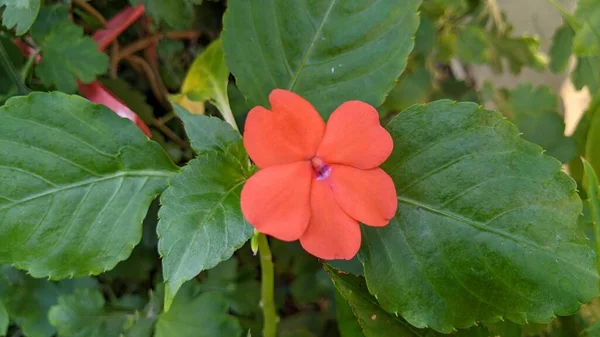 Floração Rosa Brilhante Impatiens Planta — Fotografia de Stock