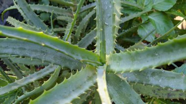 Bahçeye ekilen bir sürü yeşil aloe vera vücudu beslemek ve kaplıcayı taze ve güzel yapmak için kullanılır.