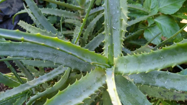 Primer Plano Aloe Vera Plantas Plantas Tropicales Verdes Toleran Clima —  Fotos de Stock