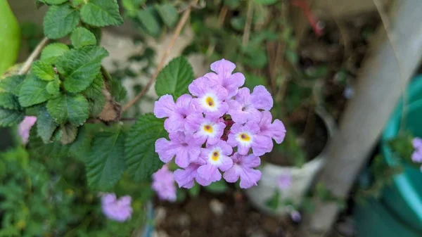 Phlox Rastejante Roxo Phlox Subulata Também Conhecido Como Phlox Musgo — Fotografia de Stock