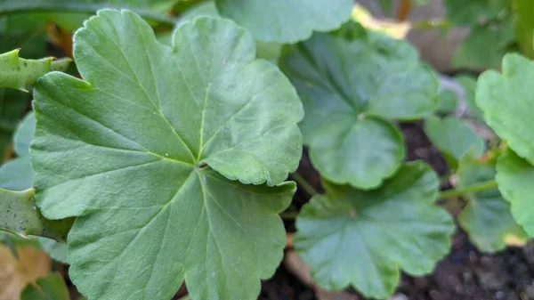 Les Feuilles Basilic Sont Sucrées Peu Épicées — Photo