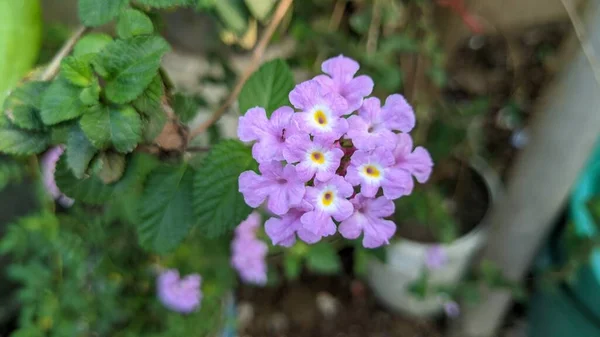 Flama Roxa Flores Phlox Phlox Paniculata Floração Ramo Flox Roxo — Fotografia de Stock