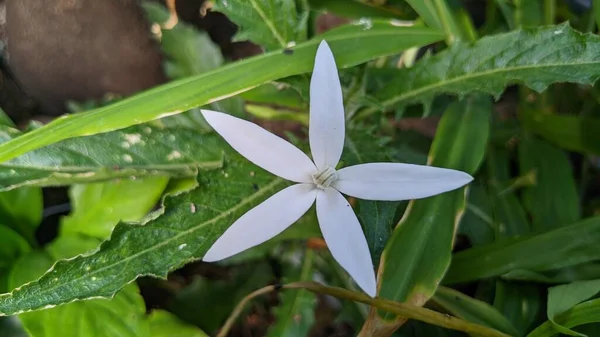 Красива Квітка Жасмину Саду — стокове фото
