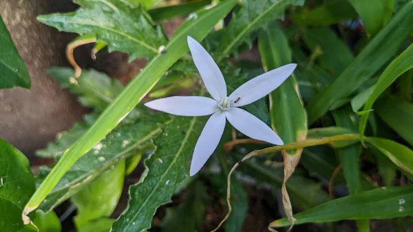 庭の美しいジャスミンの花 — ストック写真