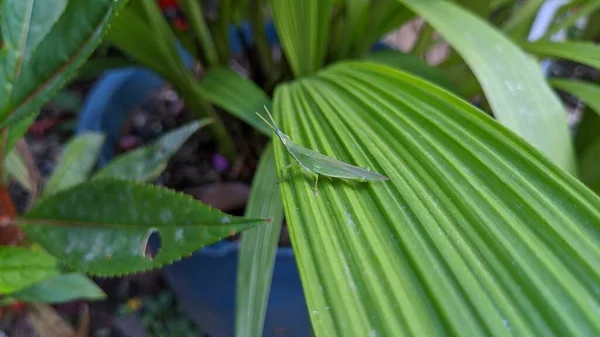 Sauterelles Qui Restent Dans Herbe — Photo