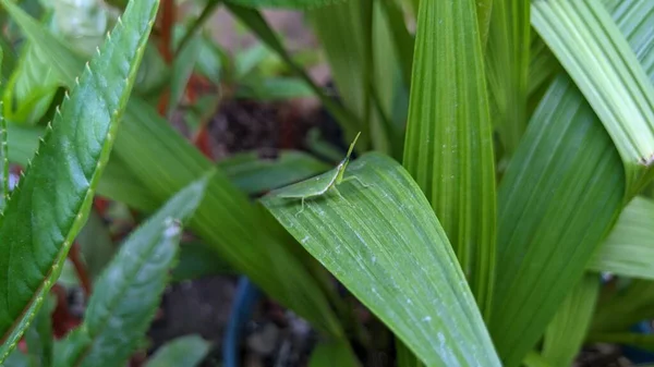 Groene Sprinkhaan Geland Een Wit Oppervlak — Stockfoto