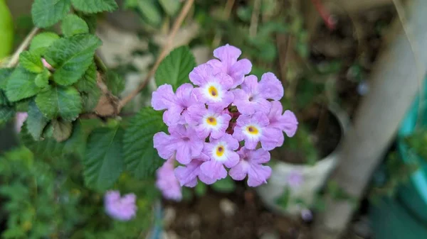 淡紫色的眼睛 火焰般的花朵 拉丁文名称Phlox Paniculata White Eye Flame — 图库照片#