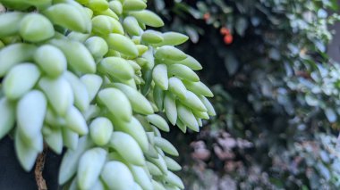 Eşeğin kuyruk bitkisi eşeğin kuyruk bitkisi sulu.