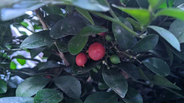 Murraya Paniculata Laranja Jessamina Frutos Vermelhos — Fotografia de Stock