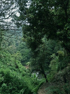 Ağaçların olduğu bir ormanda, ağaçların olduğu gökyüzüne uzanan yoğun bir yeşillik ve dallar ormanı doğayı terk eder..