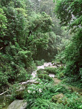 Yoğun Kozalaklı Orman 'ın Hava Görüntüsü Açık Renkli Rocky Ravine Surat' ın Ağaçlarla çevrili Orman kayaları.