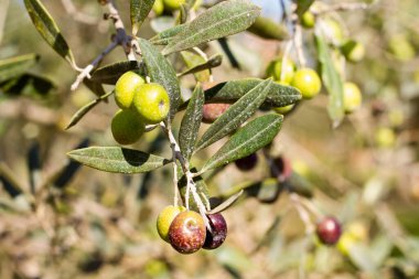 Ağaçtaki zeytinler